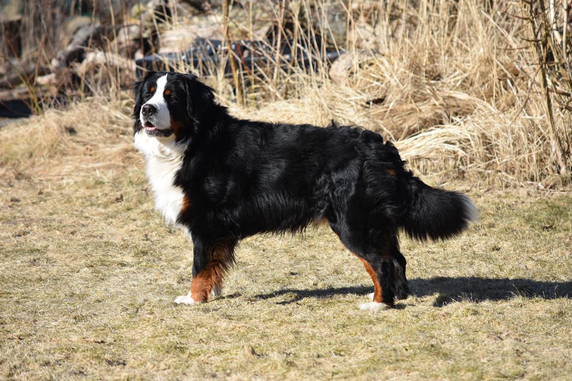 Berner sennenhund Lady Xiera's Teddy Bear (Leopold)  billede 4