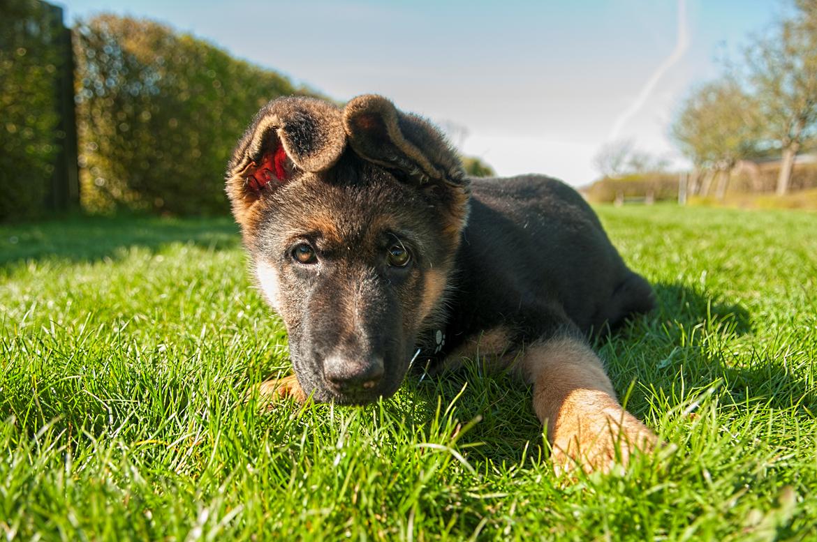 Schæferhund Dexter billede 1