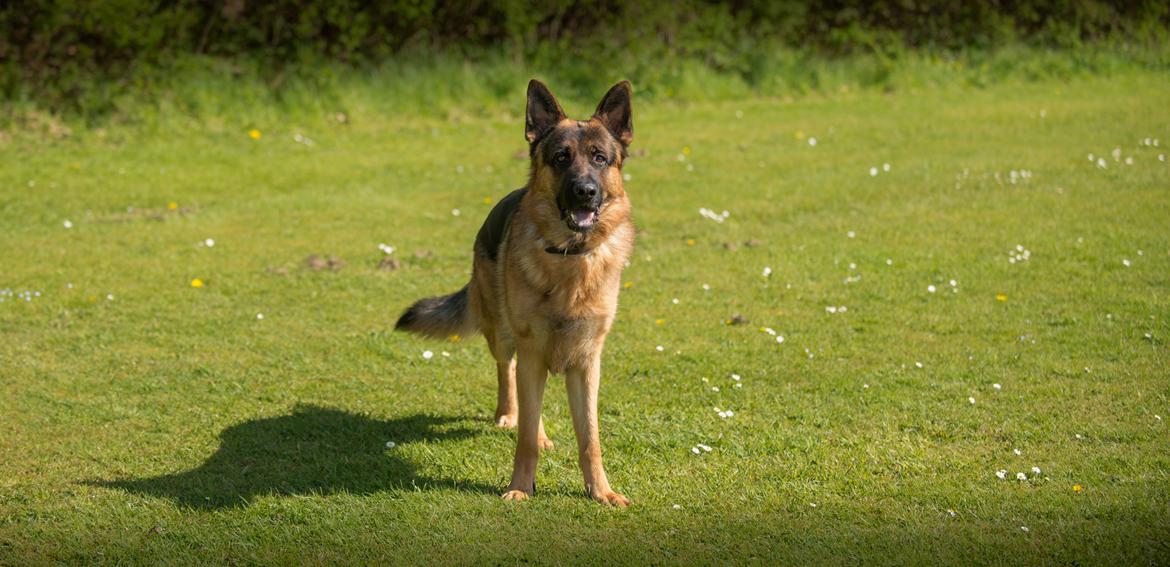 Schæferhund Dexter billede 10