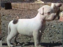 Amerikansk bulldog Kettners Esmeralda"Gaia" 11.03.2007-23.07.2019 billede 20