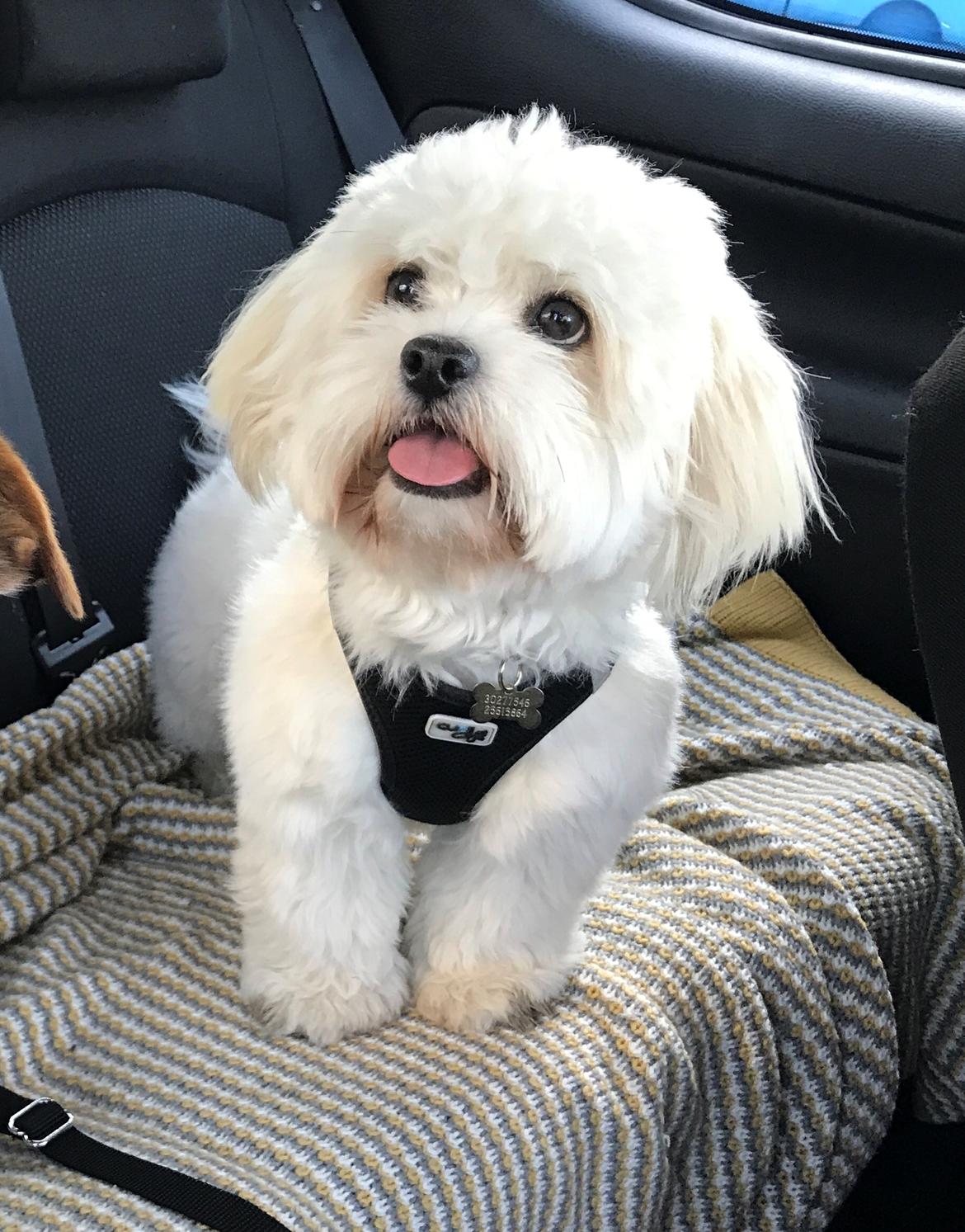 Blanding af racer Carla billede 1