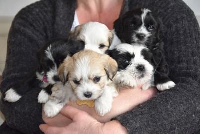 Blanding af racer Carla billede 3