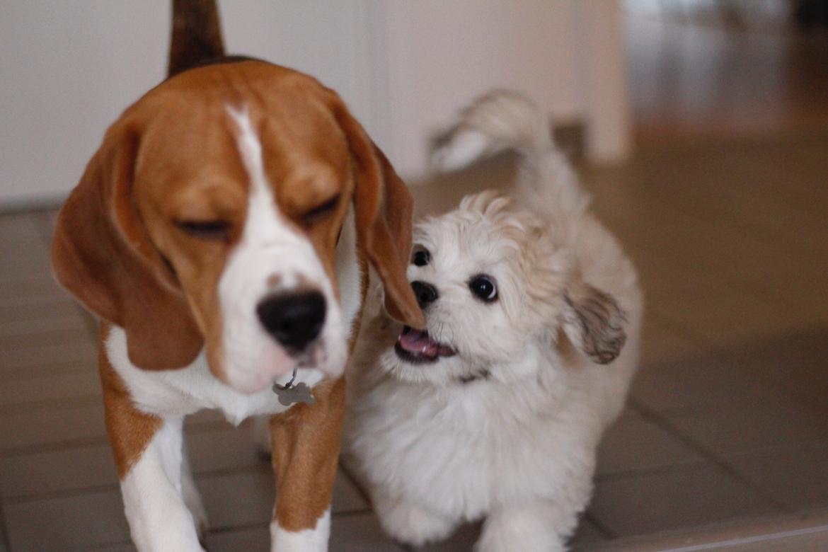 Blanding af racer Carla billede 4