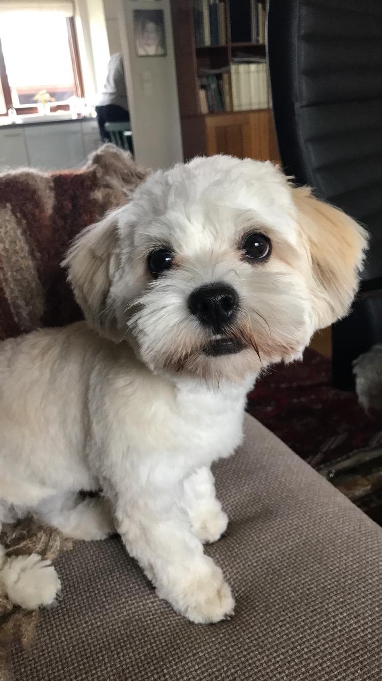 Blanding af racer Carla billede 12