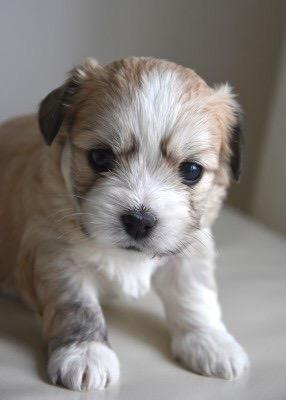 Blanding af racer Carla billede 2