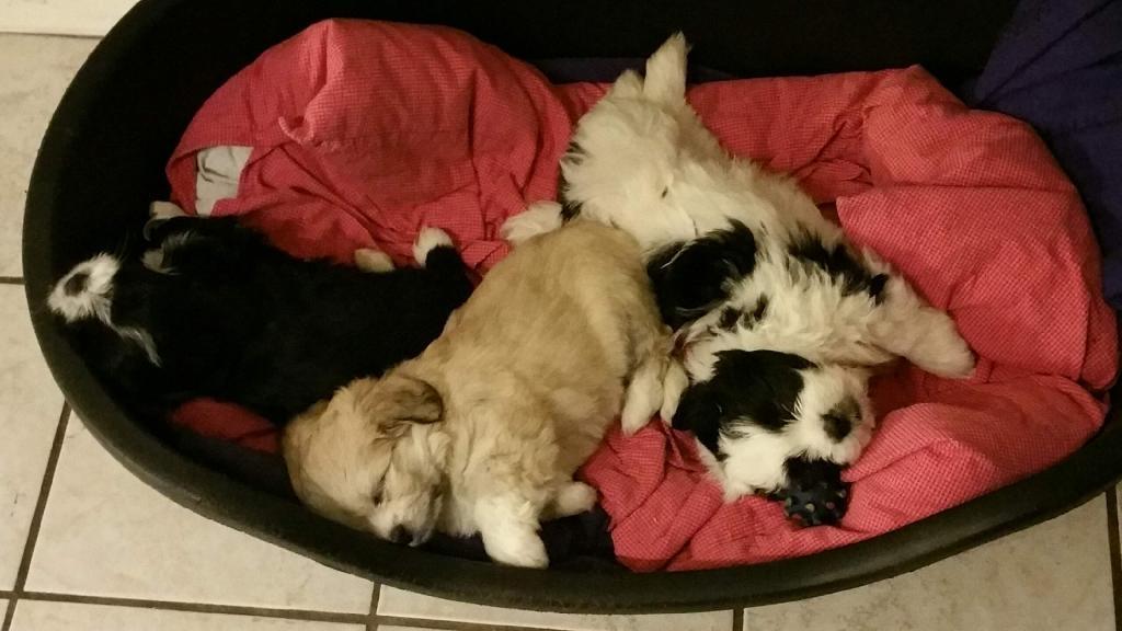 Blanding af racer Carla billede 5