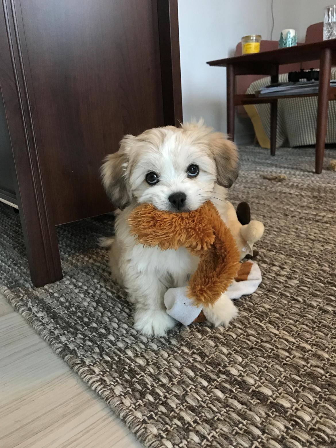 Blanding af racer Carla billede 7