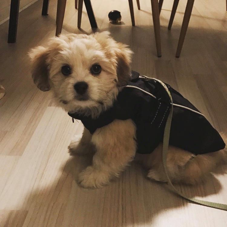 Blanding af racer Carla billede 8