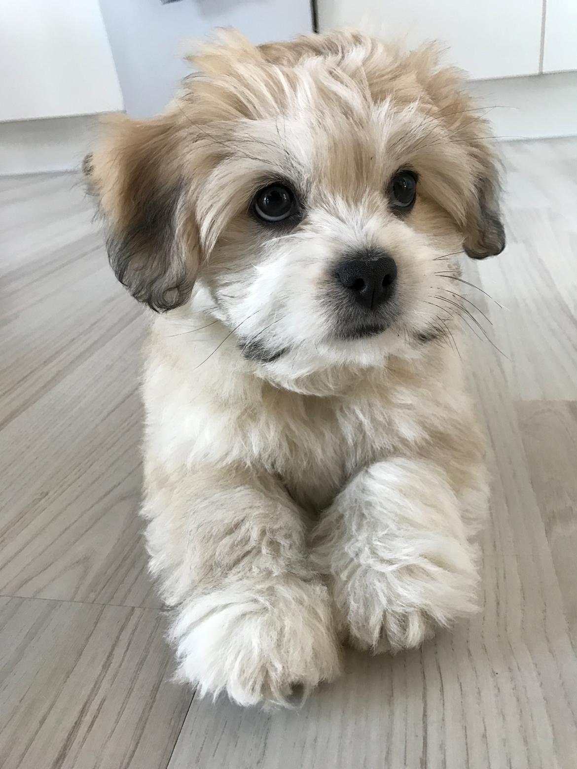 Blanding af racer Carla billede 9