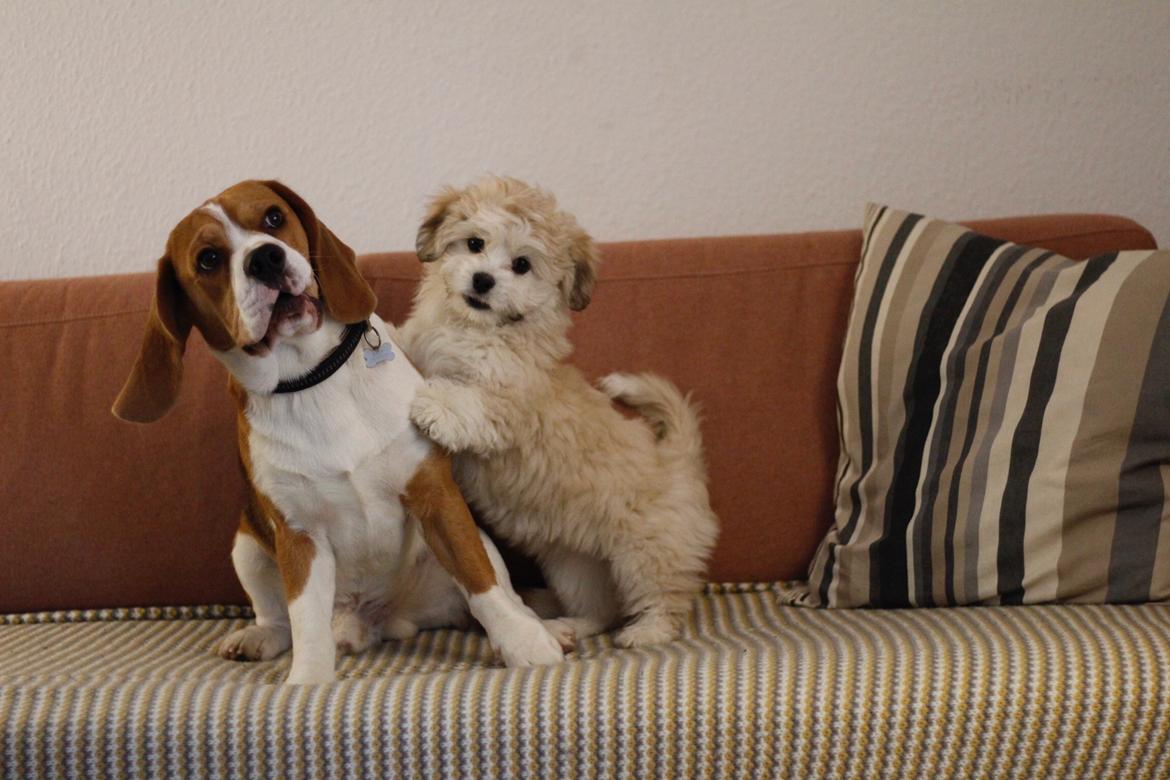 Blanding af racer Carla billede 10