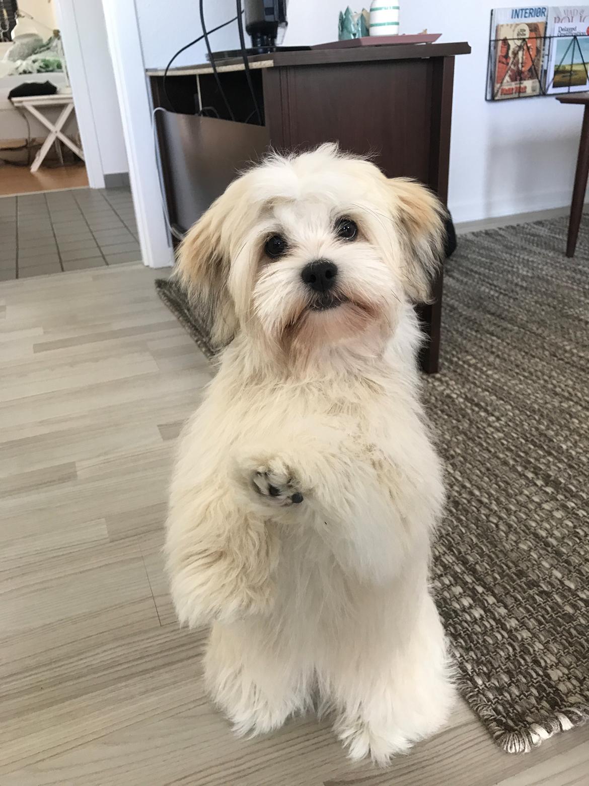 Blanding af racer Carla billede 11