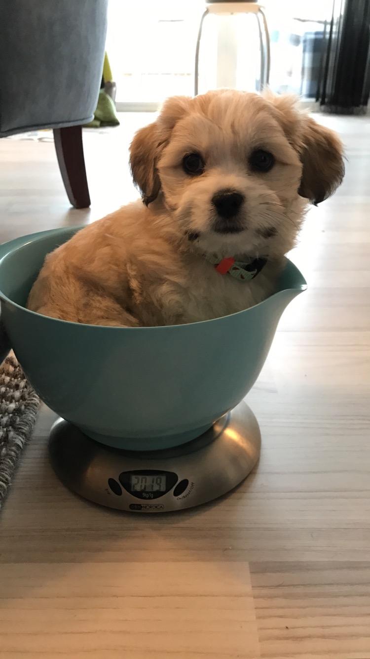 Blanding af racer Carla billede 6