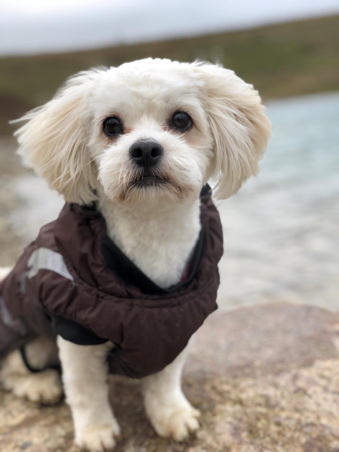 Blanding af racer Carla billede 14