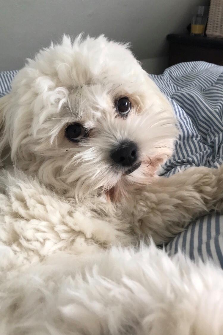 Blanding af racer Carla billede 13