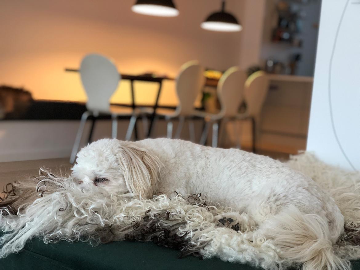 Blanding af racer Carla billede 16