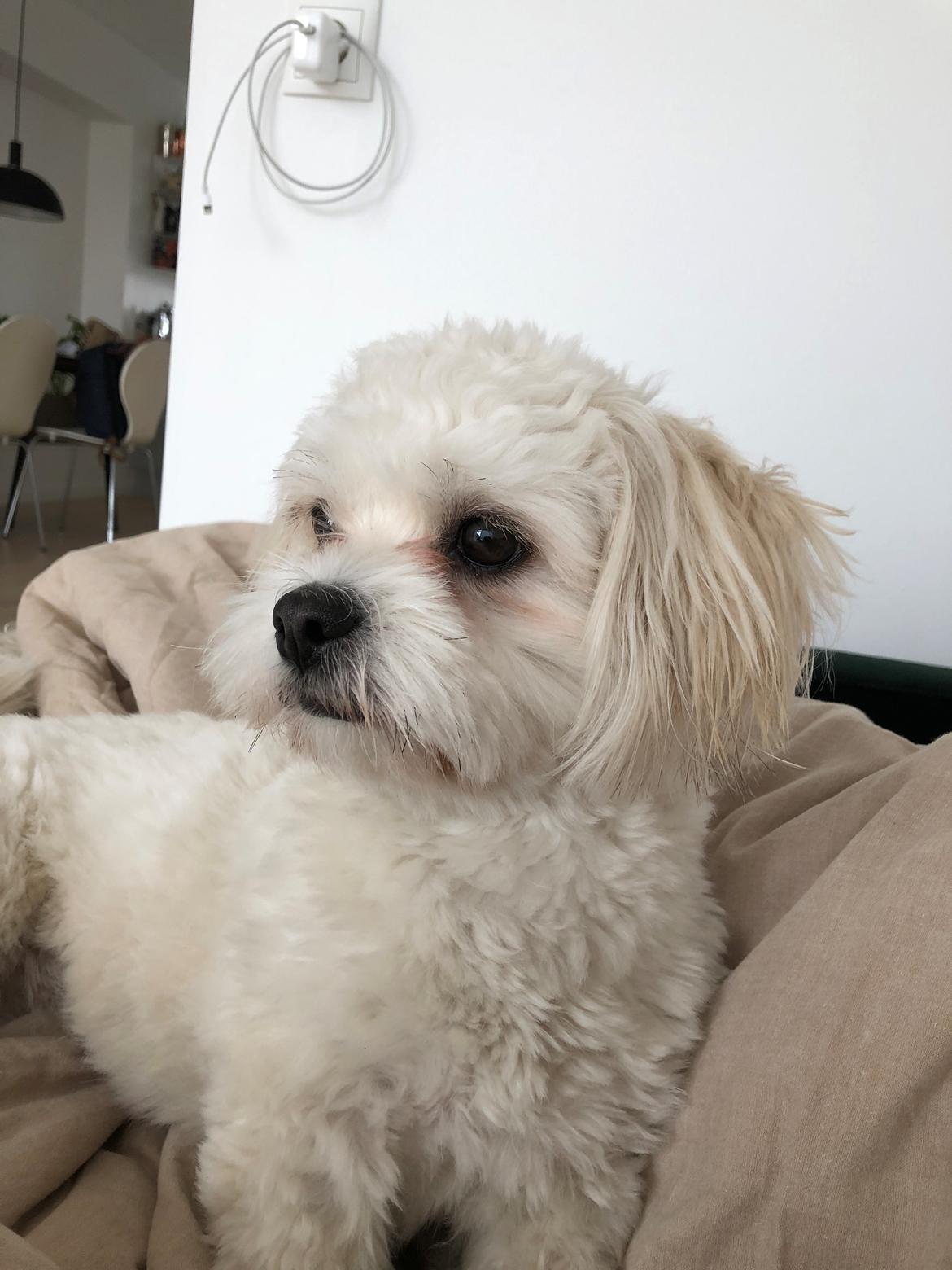 Blanding af racer Carla billede 17