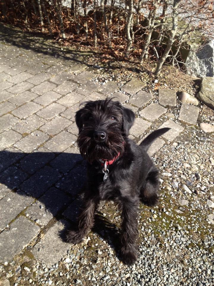 Mellemschnauzer Bella (Galaxia) billede 1