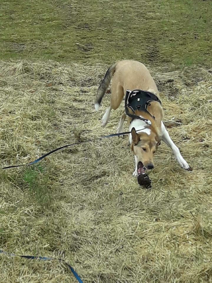 Collie korthåret Balder billede 8