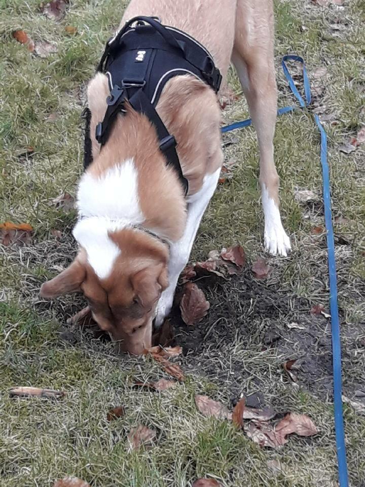 Collie korthåret Balder billede 6