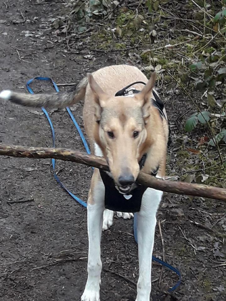 Collie korthåret Balder billede 4