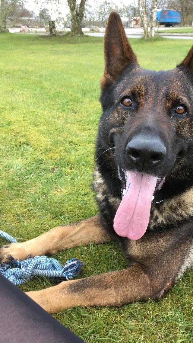 Schæferhund Bosko billede 1