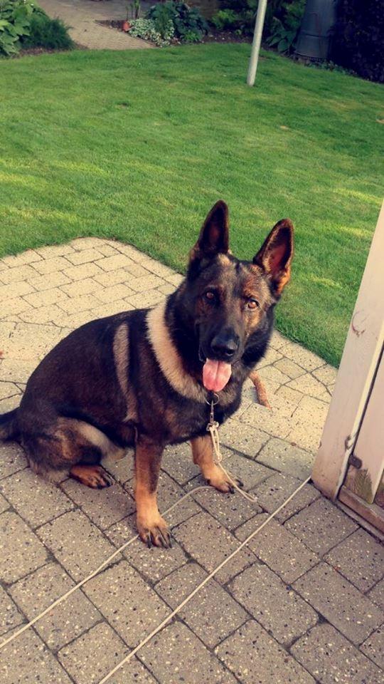 Schæferhund Bosko billede 2