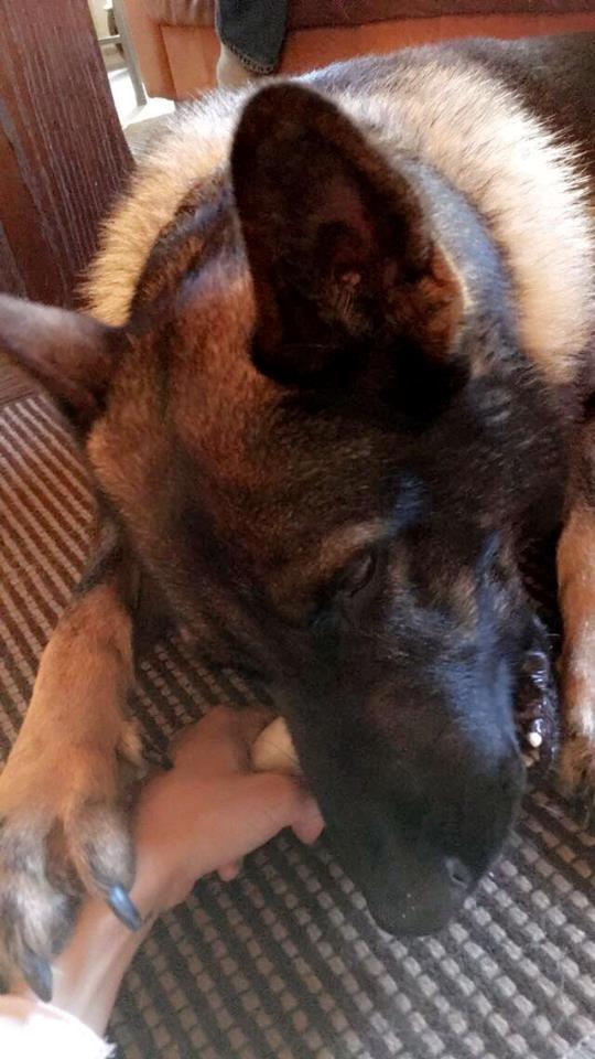 Schæferhund Bosko billede 3