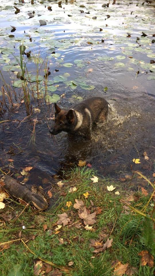 Schæferhund Bosko billede 4