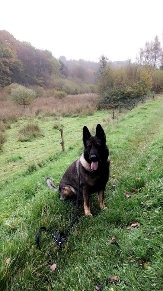 Schæferhund Bosko billede 6