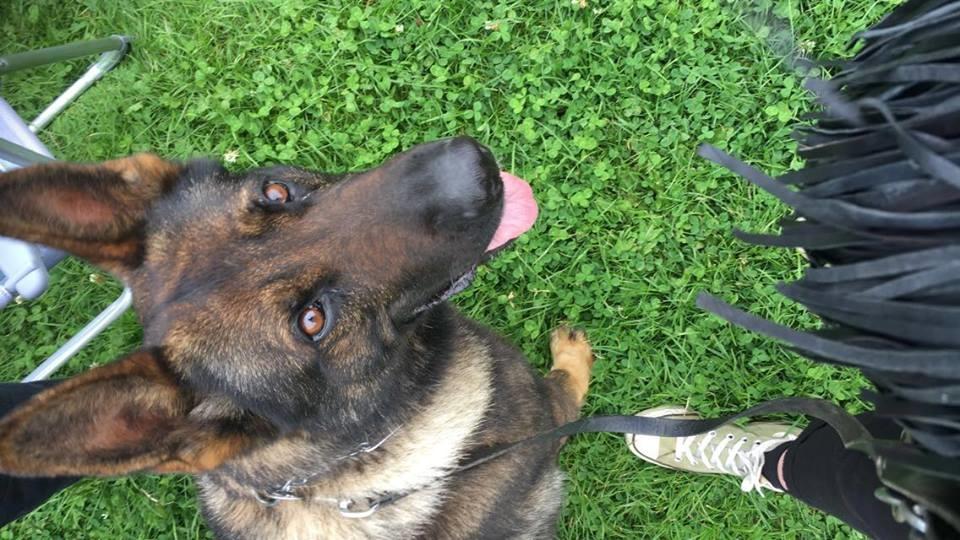 Schæferhund Bosko billede 7