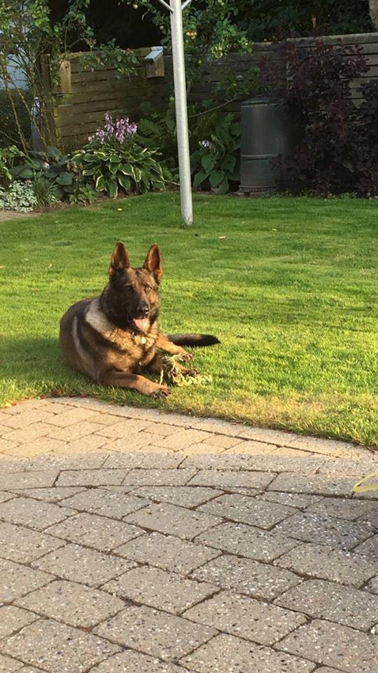 Schæferhund Bosko billede 8