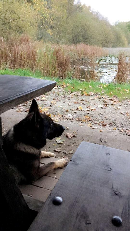 Schæferhund Bosko billede 5