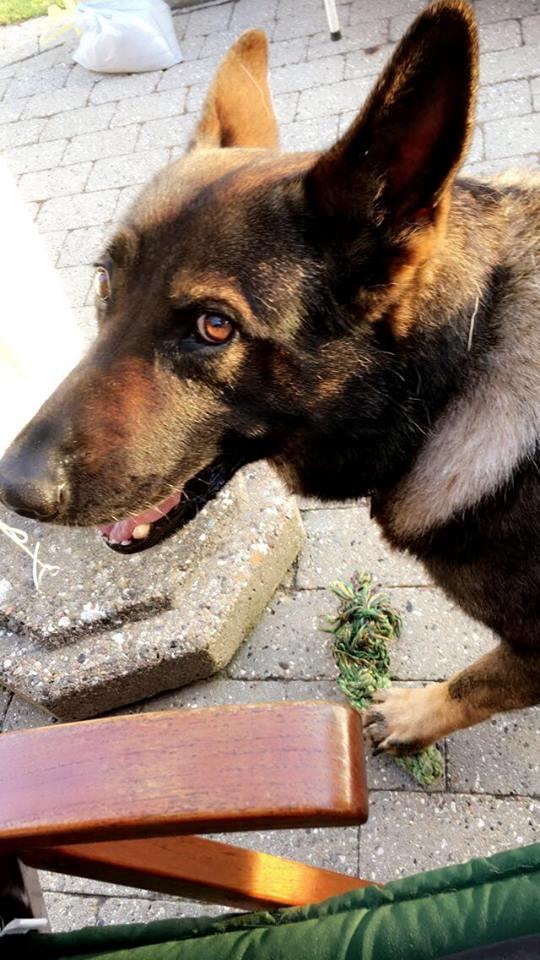 Schæferhund Bosko billede 9