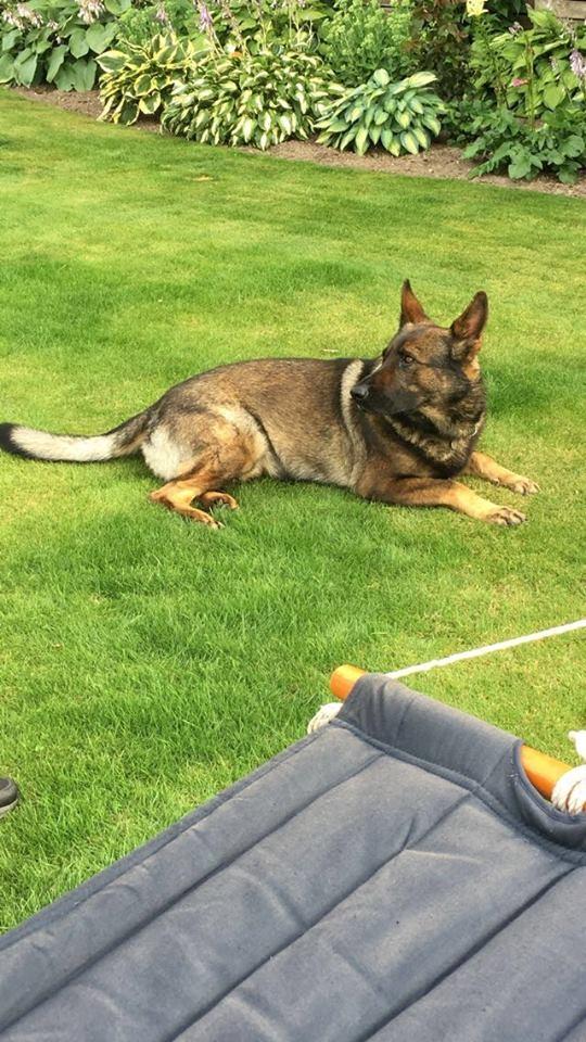 Schæferhund Bosko billede 11