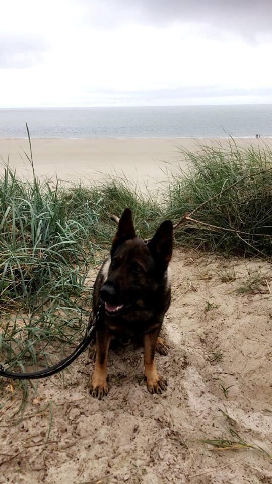 Schæferhund Bosko billede 12