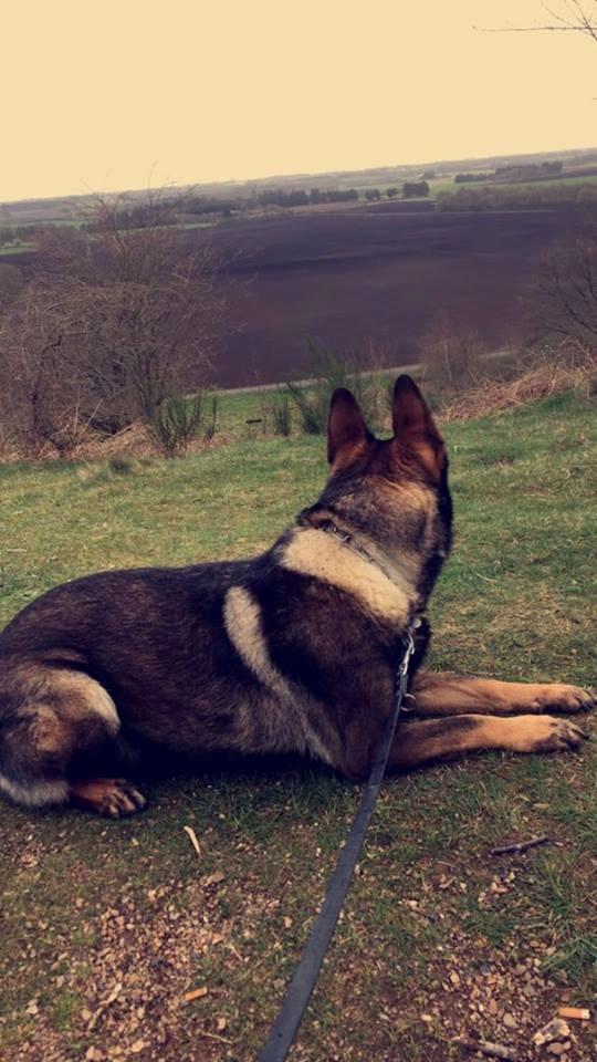 Schæferhund Bosko billede 13