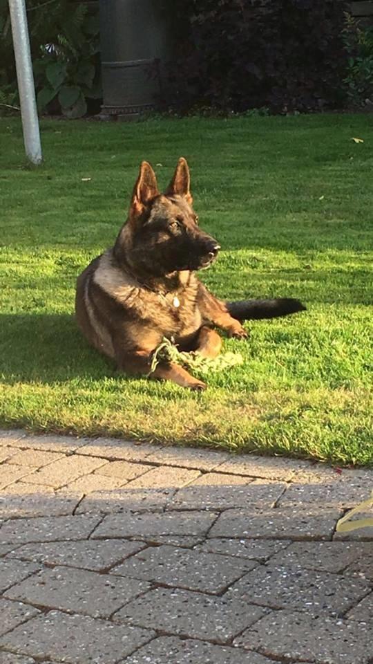 Schæferhund Bosko billede 10