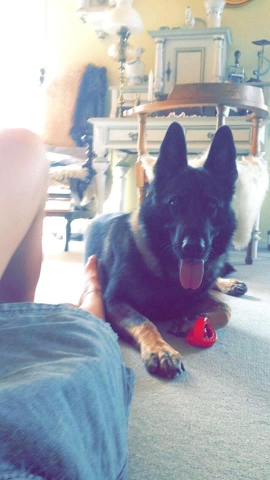 Schæferhund Bosko billede 14