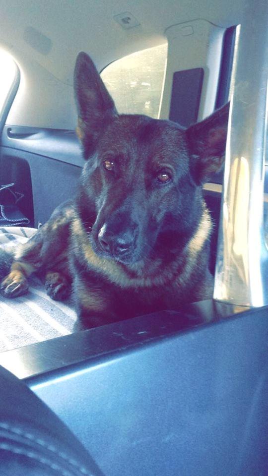 Schæferhund Bosko billede 16