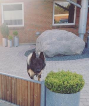 Schæferhund Bosko billede 17