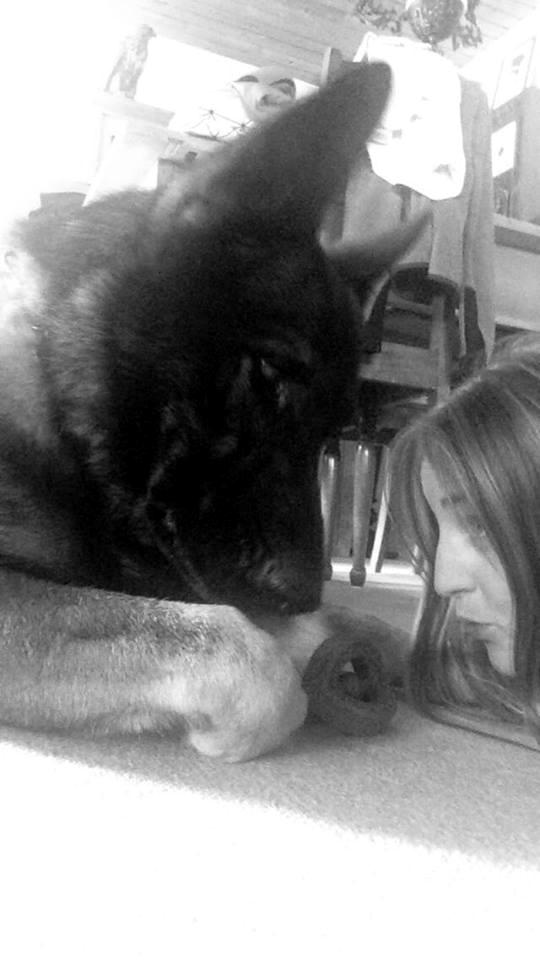 Schæferhund Bosko billede 15