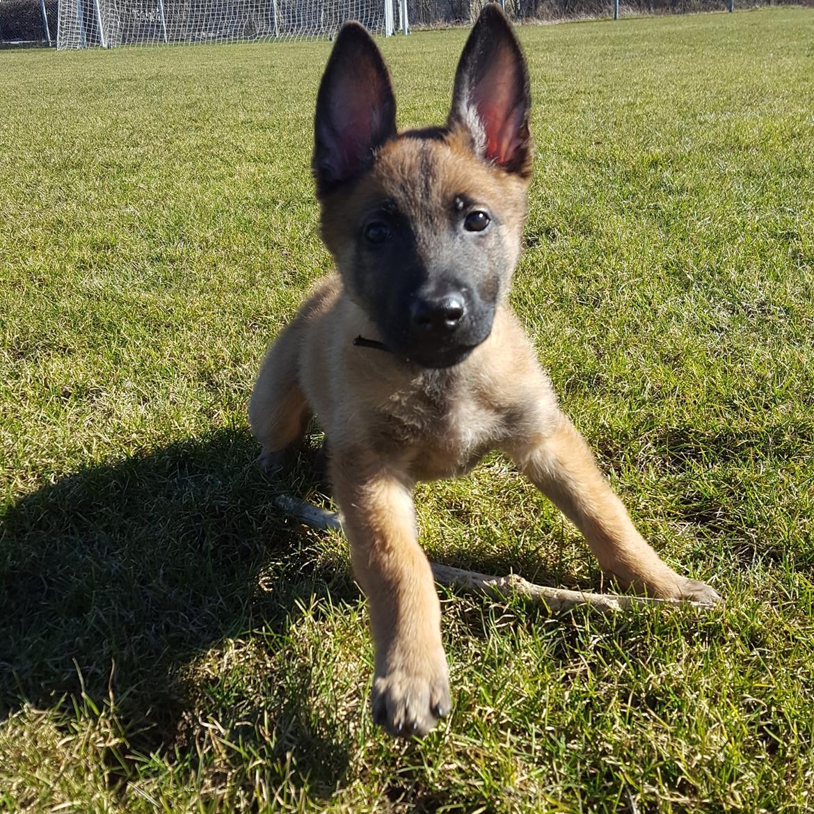 Malinois Louis billede 7