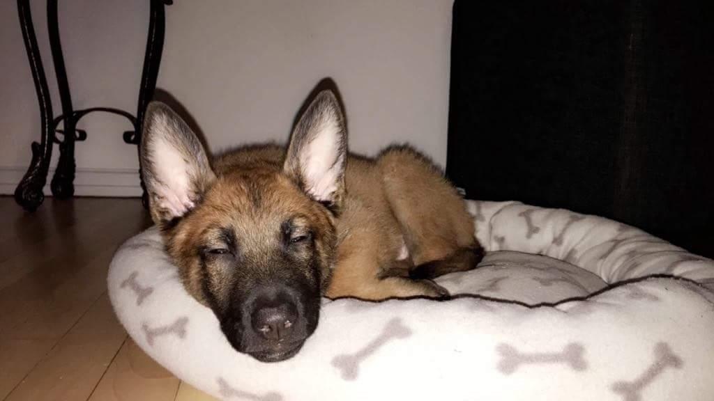 Malinois Louis billede 2