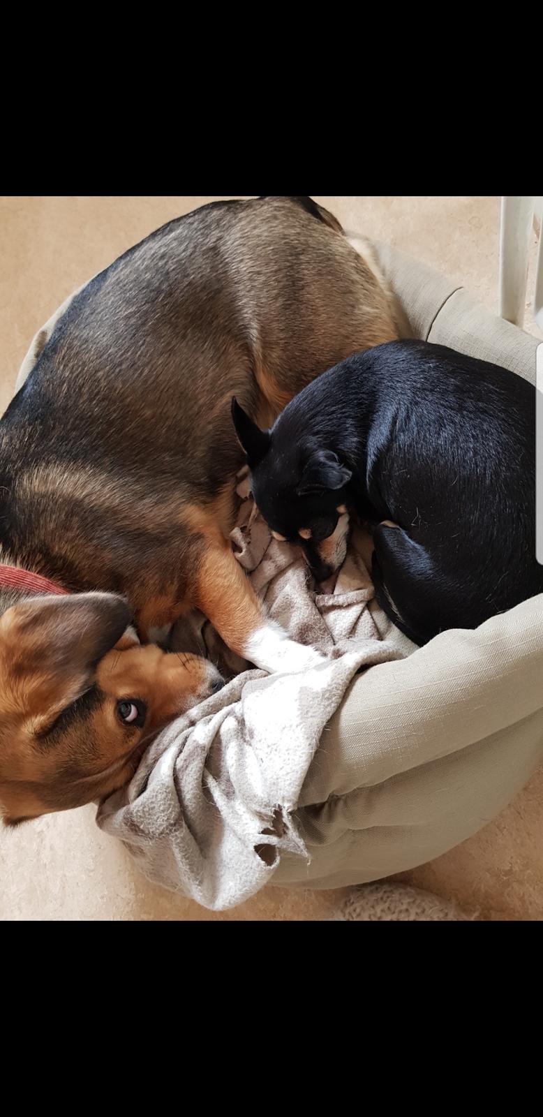 Blanding af racer Maggi billede 17