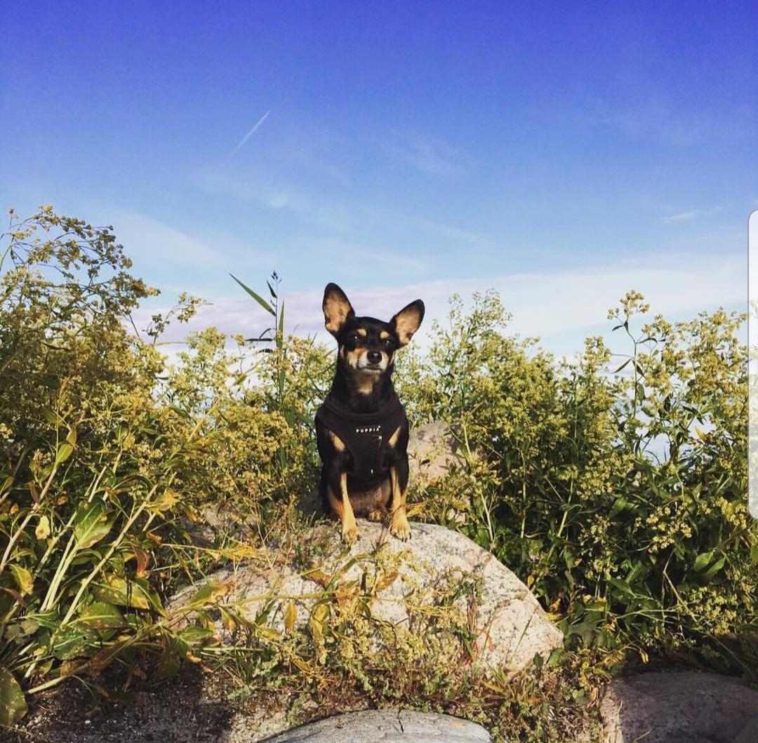 Blanding af racer Maggi billede 18