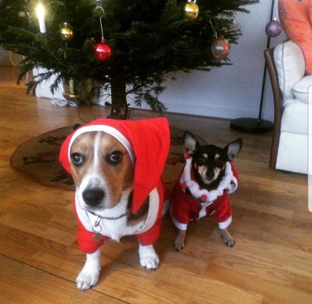 Blanding af racer Maggi billede 19