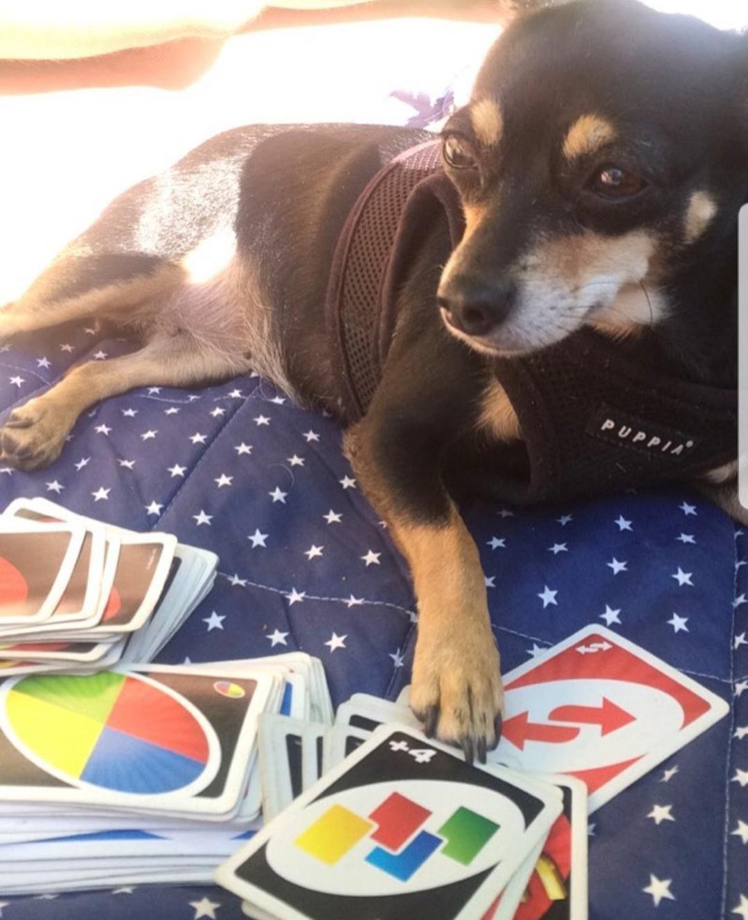 Blanding af racer Maggi billede 20