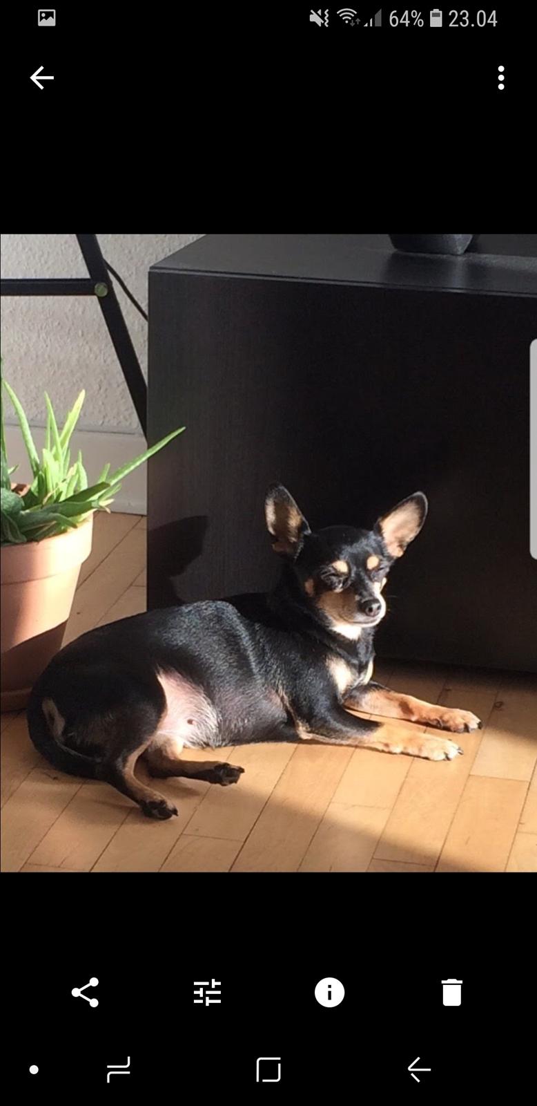 Blanding af racer Maggi billede 21