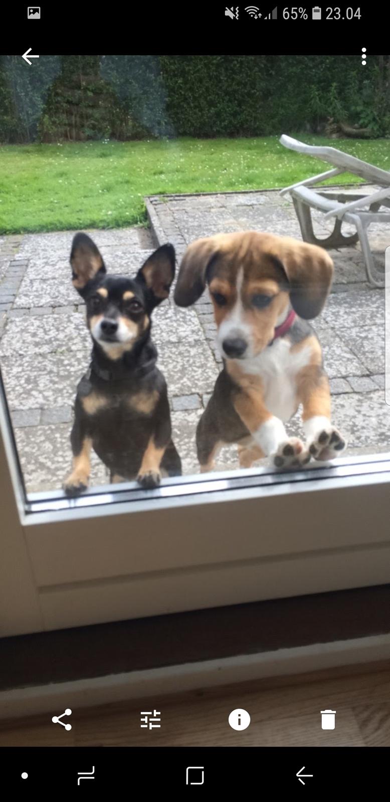 Blanding af racer Maggi billede 22