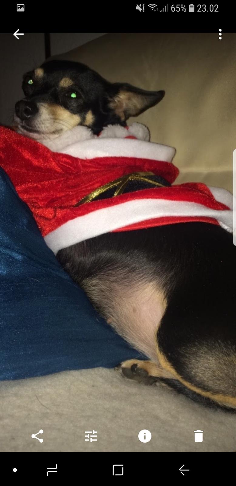 Blanding af racer Maggi billede 23